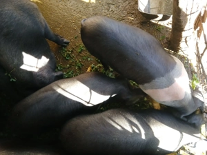 Vand porci bazna - imagine 2 Vand porci bazna - imagine 2