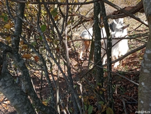 ieftina ieduță 16kg - imagine 2 ieftina ieduță 16kg - imagine 2