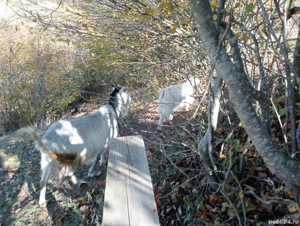 ieftina ieduță 16kg - imagine 3 ieftina ieduță 16kg - imagine 3