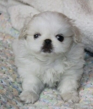 Bichon fetița 500 lei