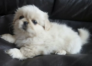 Bichon fetița 500 lei