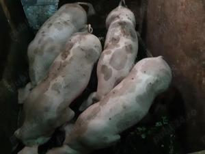 Vând scrofiţe şi porci pietrain belgian - imagine 4