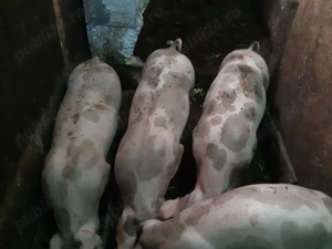 Vând scrofiţe şi porci pietrain belgian - imagine 3