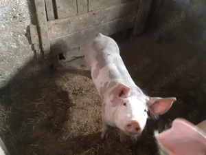 Vând scrofiţe şi porci pietrain belgian - imagine 2