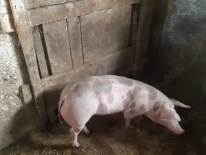 Vând scrofiţe şi porci pietrain belgian - imagine 5