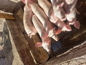 Purcei de vânzare 3 luni - imagine 2