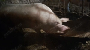 Porci de carne de vinzare - imagine 2 Porci de carne de vinzare - imagine 2