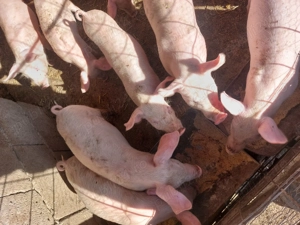 Purcei de vânzare 3 luni - imagine 3