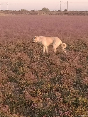 Mascul Kangal  - imagine 2