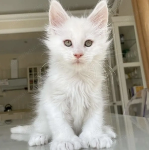 Ragdoll motănel alb