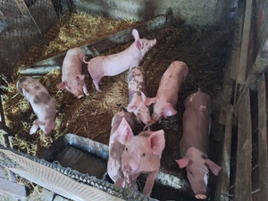 Vând purcei - imagine 3 Vând purcei - imagine 3