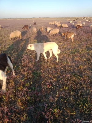 Mascul Kangal  - imagine 4