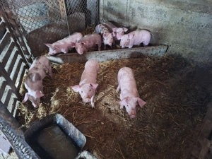 Vând purcei - imagine 2 Vând purcei - imagine 2