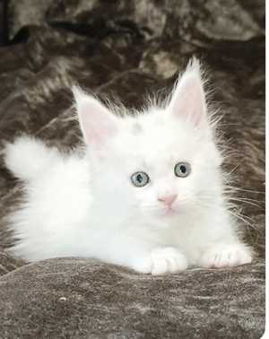 Ragdoll motănel alb 