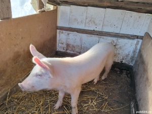 porc de vânzare