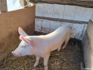 porc de vânzare  - imagine 2
