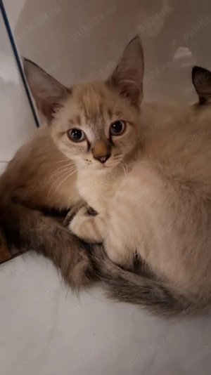 Vând pisici urgent ! - imagine 3 Vând pisici urgent ! - imagine 3