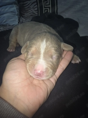 American bully Standard  - imagine 2