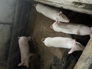 Purcei 4 bucăți  si șoldani 8  bucăți rasa petrean cu marele alb  - imagine 2 Purcei 4 bucăți  si șoldani 8  bucăți rasa petrean cu marele alb  - imagine 2