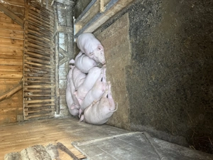 Purcei 4 bucăți  si șoldani 8  bucăți rasa petrean cu marele alb  - imagine 3 Purcei 4 bucăți  si șoldani 8  bucăți rasa petrean cu marele alb  - imagine 3