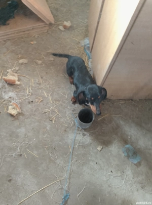 Cățeluș șorecari  - imagine 3 Cățeluș șorecari  - imagine 3