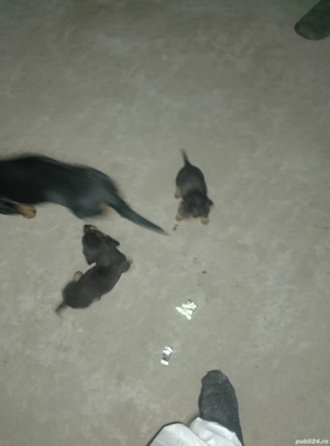 Cățeluș șorecari 