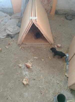 Cățeluș șorecari  - imagine 5 Cățeluș șorecari  - imagine 5