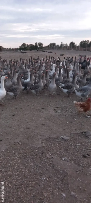 vand gâște tinere mari  - imagine 4