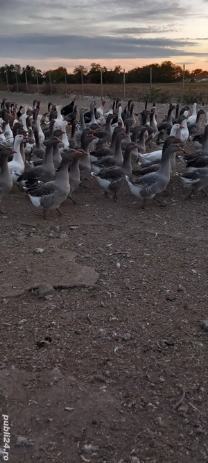 vand gâște tinere mari 