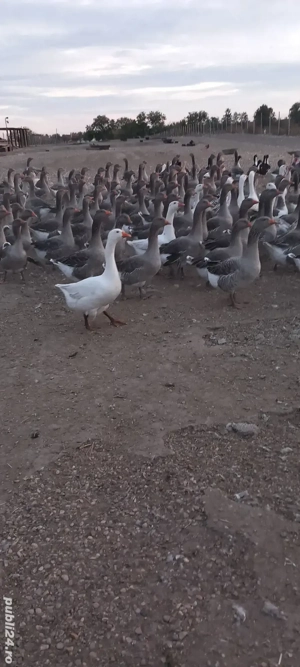 vand gâște tinere mari  - imagine 2