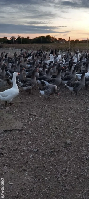 vand gâște tinere mari  - imagine 3