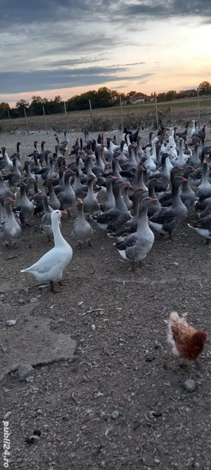 vand gâște  - imagine 2