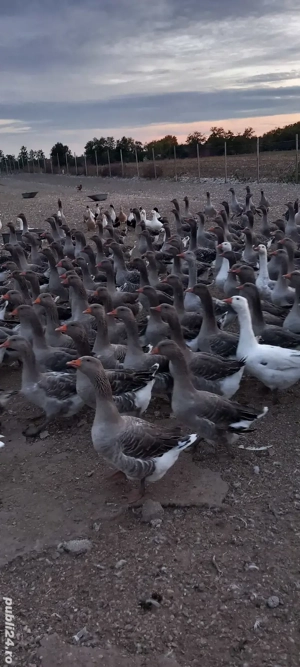 vand gâște  - imagine 5