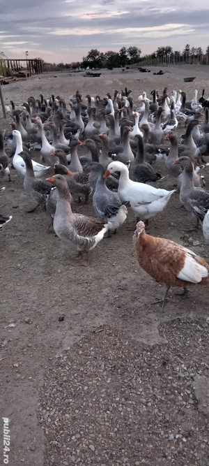 vand gâște  - imagine 4