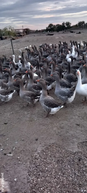 vand gâște  - imagine 3