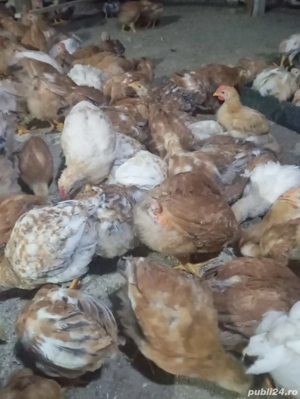 pasari de vanzare - imagine 2 pasari de vanzare - imagine 2