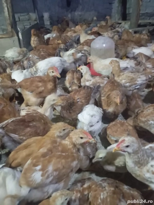 pasari de vanzare - imagine 3 pasari de vanzare - imagine 3