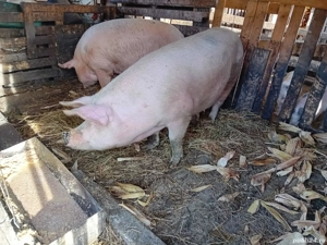 vand 2 femele - imagine 2