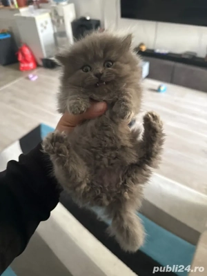 două pisicute diponibile - imagine 2 două pisicute diponibile - imagine 2