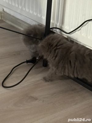 două pisicute diponibile - imagine 4 două pisicute diponibile - imagine 4