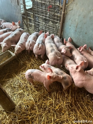 vand purcei pietrain  - imagine 4