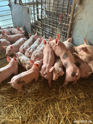 vand purcei pietrain  - imagine 3