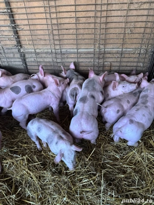 vand purcei pietrain  - imagine 5