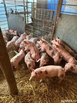 vand purcei pietrain  - imagine 2