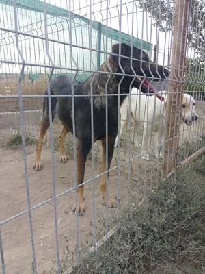 Donez gratuit cățelușa de vânătoare 