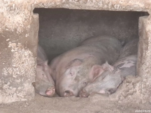 vand porc sau purcei pt Crăciun 