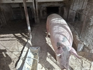 vand porc sau purcei pt Crăciun  - imagine 2