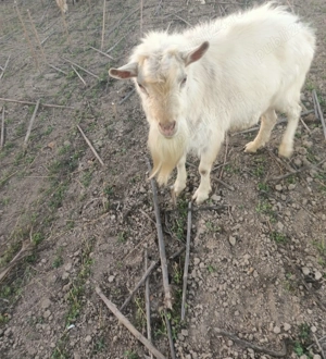 Țap   rasa saeen - imagine 2