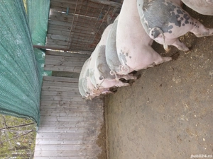 Porci ce vanzare com.Secuieni jud Neamt. - imagine 4