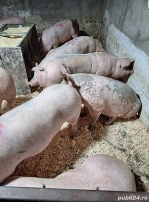 Porci de rasa  - imagine 2